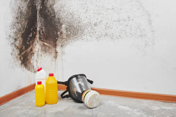 Best Mold Remediation for Specific Building Types in Mount Zion, GA