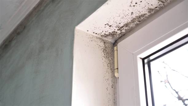 Reliable Mount Zion, GA Mold Remediation Solutions