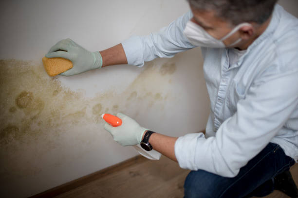 Best HVAC Mold Remediation in Mount Zion, GA