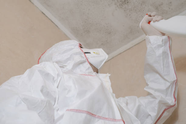 Best DIY Mold Remediation Support Services in Mount Zion, GA