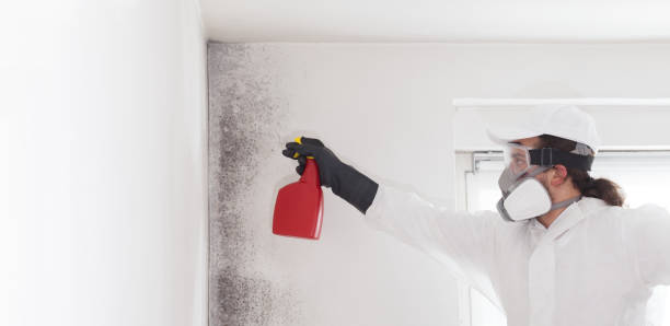 Best Insurance-Related Mold Remediation in Mount Zion, GA