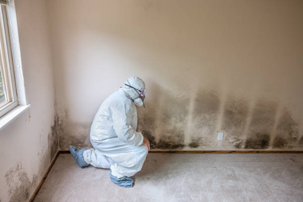 Best Black Mold Remediation in Mount Zion, GA