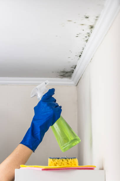 Best Preventive Mold Services in Mount Zion, GA