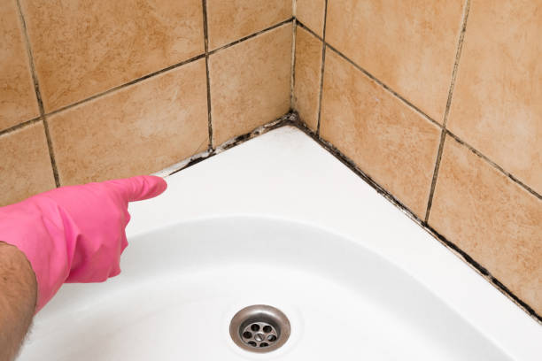 Best Attic Mold Remediation in Mount Zion, GA